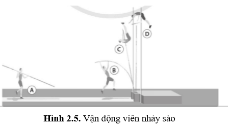 Trong môn thể thao nhảy sào ở hình 2.5, vận động viên dùng một chiếc sào dài dễ uốn