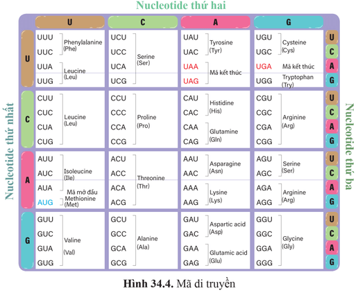 Dựa vào trình tự mRNA 5' AUG - CUU - UUA - AAU - CGU - GAA 3', trình tự chuỗi amino acid 