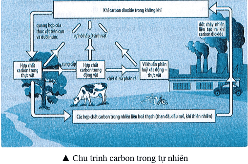 Quan sát chu trình carbon được mô tả ở hình dưới đây. Em hãy cho biết bằng những con đường nào mà carbon