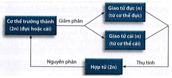 Vẽ sơ đồ thể hiện mối quan hệ giữa nguyên phân và giảm phân trong sinh sản hữu tính