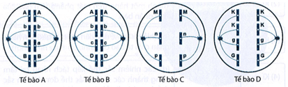 Hình dưới đây mô tả quá trình phân bào ở các tế bào A, B, C, D; các chữ cái là kí hiệu