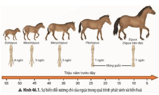 Loài ngựa hiện đại ngày nay được tiến hóa từ một dạng tổ tiên trong khoảng thời gian