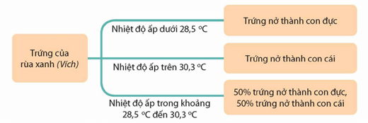 Nhận định nào sau đây không đúng khi nói về nhiệt độ ấp trứng của loài rùa xanh