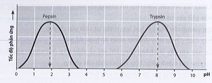Cho đồ thị thể hiện tốc độ của phản ứng có sự xúc tác của enzyme pepsin