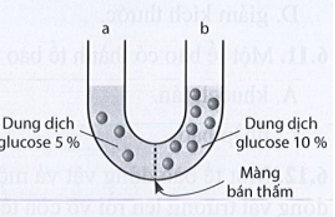 Các dung dịch trong hai nhánh của ống chữ U này được ngăn cách bởi một lớp màng