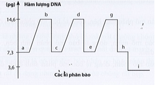 Phân tích hàm lượng DNA trong một tế bào qua các kiểu phân bào và qua các kì