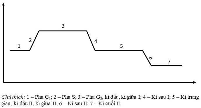 Vẽ đồ thị thể hiện sự biến thiên hàm lượng DNA từ kì trung gian qua giảm phân