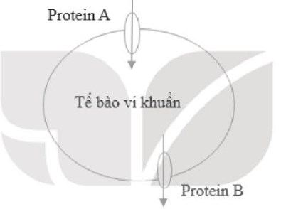 Một bạn học sinh copy hình vẽ một tế bào vi khuẩn và hai loại protein trên màng