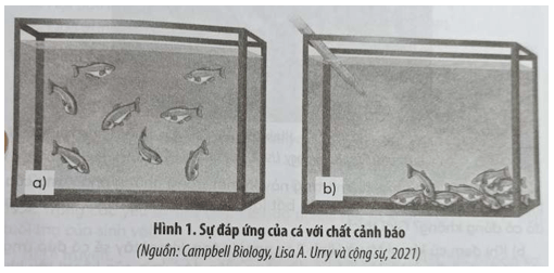 Người ta tiến hành một thí nghiệm (Hình 1) như sau Thả một đàn cá vào trong bể nuôi