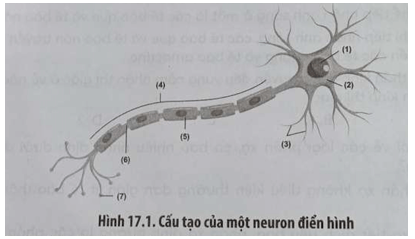 Hình 17.1 mô tả cấu tạo của một neuron điển hình