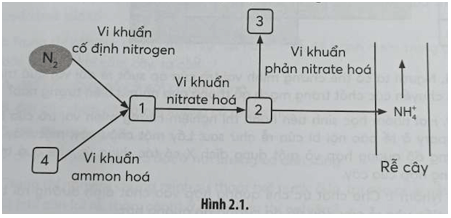 Quá trình chuyển hoá nitrogen trong tự nhiên được mô tả như sơ đồ Hình 2.1