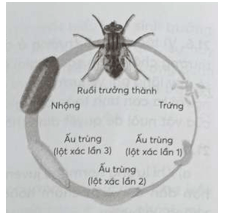 Hãy tìm hiểu và vẽ sơ đồ vòng đời của ruồi nhà
