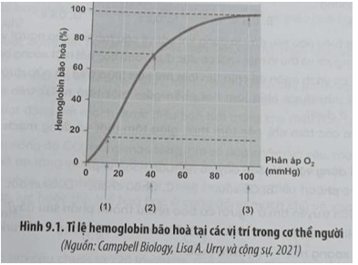 Hình 9.1 mô tả đường cong biểu diễn tỉ lệ hemoglobin bão hoà thể hiện khả năng kết hợp giữa hemoglobin với O2