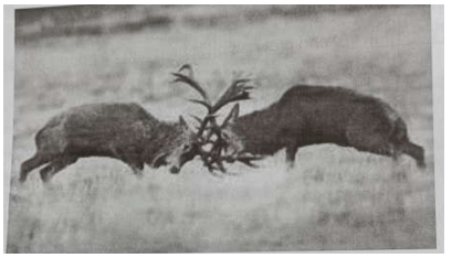 Vào mùa sinh sản những con hươu đực thường giao đấu với nhau