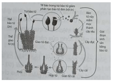 Sinh sản bằng bào tử gặp ở nhóm thực vật nào 