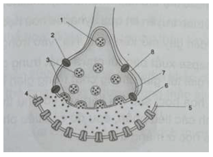 Cấu trúc synapse hoá học được mô tả như hình bên trang 71 sách bài tập Sinh học 11