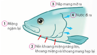 Quá trình thông khí ở cá xương diễn ra các hoạt động sau 
