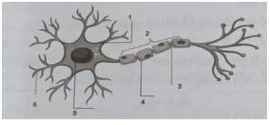 Hình dưới đây mô tả cấu tạo của một neuron có bao myelin