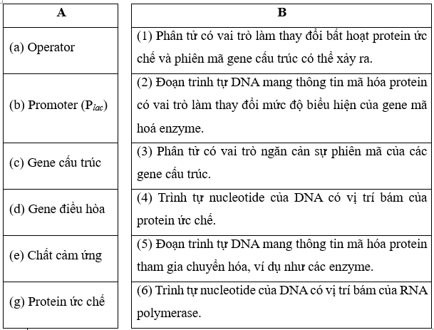 Nối thông tin tương ứng ở cột A và cột B, Operator, Promoter Plac, Gene cấu trúc