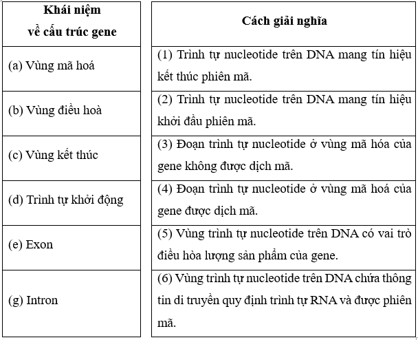 Nối khái niệm về cấu trúc gene với cách giải nghĩa cho phù hợp