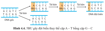 Tác nhân gây đột biến 5-bromouracil 5BU tác động gây đột biến, thay thế cặp A - T