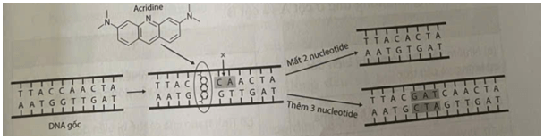 Quan sát hình 1.1 và mô tả cơ chế làm phát sinh đột biến của acridine