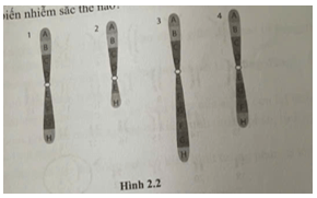 Nếu hình số 1 là nhiễm sắc thể bình thường, các hình số 2, 3, 4 trong hình 2.2