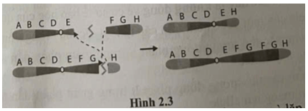 Hình 2.3 mô tả cơ chế phát sinh dạng đột biến nhiễm sắc thể nào