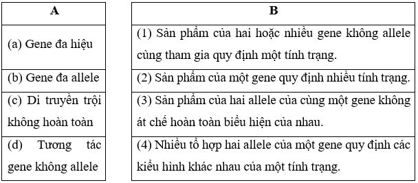 Nối thông tin tương ứng giữa cột A và cột B, Gene đa hiệu, Gene đa allele