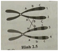 Quan sát hình 2.5 về sự tiếp hợp và trao đổi chéo của hai nhiễm sắc thể kép
