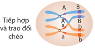 Trao đổi chéo là gì, Sự trao đổi vật chất di truyền giữa các đoạn tương đồng của hai chromatid