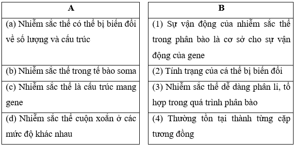 Nối thông tin tương ứng ở cột A và cột B, Nhiễm sắc thể có thể bị biến đổi về số lượng 