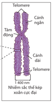 Các số thứ tự 1, 2, 3, 4 trong hình 2.1 chú thích cho các bộ phận nào của nhiễm sắc thể