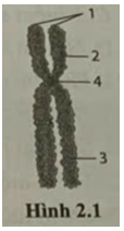 Các số thứ tự 1, 2, 3, 4 trong hình 2.1 chú thích cho các bộ phận nào của nhiễm sắc thể
