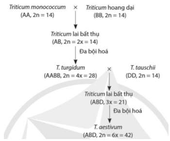 Trong một nghiên cứu, nhà khoa học khi tìm hiểu bộ nhiễm sắc thể của loài lúa mì