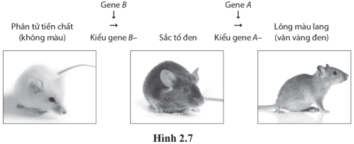 Hình 2.7 mô tả tương tác giữa các sản phẩm của các gene không allele hình thành màu lông ở chuột