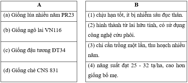 Nối thông tin cột A với cột B cho phù hợp, Giống lúa nhiều năm PR23