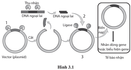 Hình 3.1 mô tả sơ đồ công nghệ DNA tái tổ hợp, Các số 1, 2 và 3 trong hình thể hiện nội dung nào