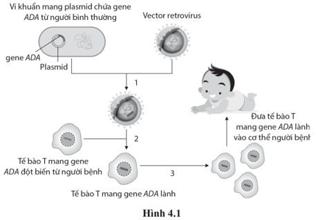 Hình 4.1 mô tả sơ đồ quá trình điều trị rối loạn suy giảm miễn dịch SCID nhờ liệu pháp gene