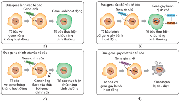 Nối thông tin cột A với cột B cho phù hợp, Đưa gene lành vào tế bào