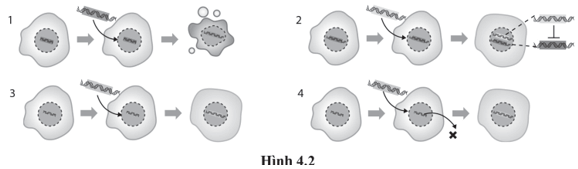 Hình 4.2 mô tả các nguyên lí liệu pháp gene, Các số 1, 2, 3 và 4 trong hình 4.2 tương ứng với nguyên lí 