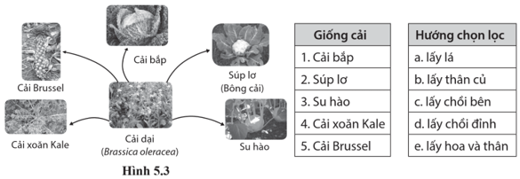 Quan sát sự phân li tính trạng hình thành các giống cải từ cải dại trong hình 5.3