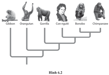 Cho cây phát sinh chủng loại của một số loài dưới đây, Dựa theo cây phát sinh chủng loại hình 6.2