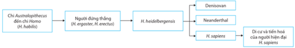 Loài người hiện đại tiến hóa từ vượn người Australopithecus qua các giai đoạn trung gian