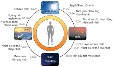 Khi nói về nhịp ngày đêm ở người, những phát biểu nào sau đây không đúng