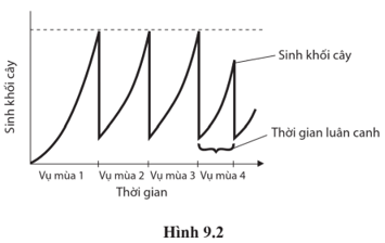 Năng suất bền vững là đảm bảo năng suất mỗi vụ thu hoạch không biến động nhiều