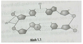 Một số liên kết tham gia vào cấu trúc phân tử DNA mạch kép như Hình 1.1, phát biểu nào sau đây không đúng?
