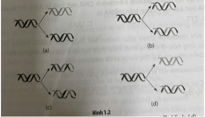 Quá trình tái bản DNA được thực hiện theo nguyên tắc bán bảo toàn. Hình nào trong các hình dưới đây minh họa