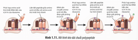 Khi ribosome chưa gặp codon kết thúc trên mRNA, không có tRNA tương ứng nào đi vào vị trí A