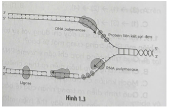 Quan sát quá trình tái bản DNA trong Hình 1.3 và cho biết có bao nhiêu phát biểu dưới đây đúng